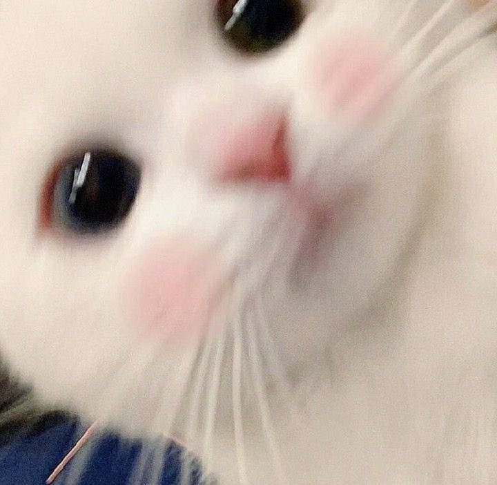 ムック🐈 tweet media