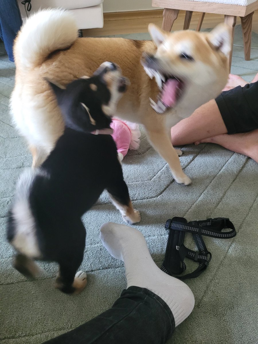 Shiba playtime!!