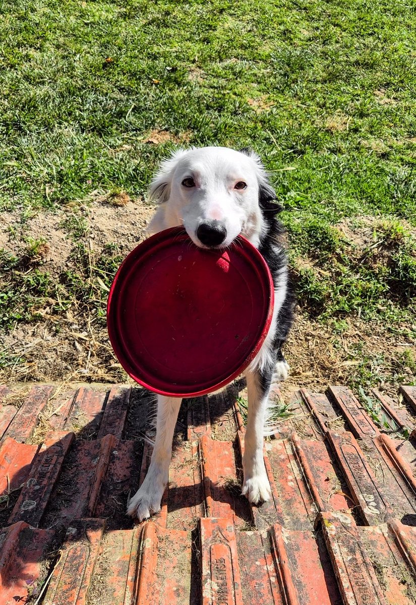Let's Play? #Bordercollie #DogsonX