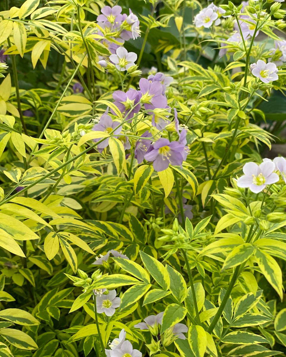 Say hello to the variegated polemonium 'Golden Feathers'! This robust perennial will dazzle your garden with its stunning spring/summer flowers and bewitching green, yellow, and gold foliage until autumn. It's the happy, hardy hero that never gets it wrong! #RHSChelsea 🌼🍂