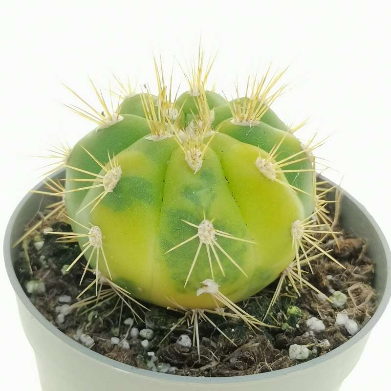 ギムノカリキウム・チャコエンセ錦
Gymnocalycium chacoense f. variegatum
出典　giromagi.com/en/shop/gymnoc…