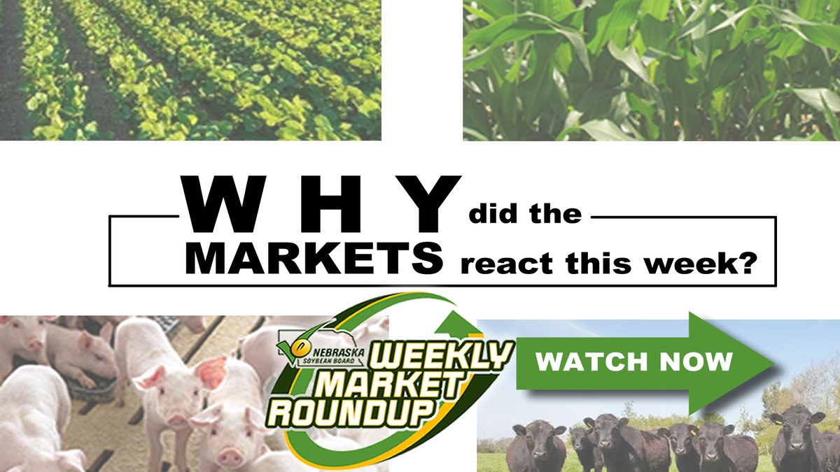 Weather Will be an Issue | 5/25/24 Nebraska Soybean Board Weekly Market Roundup dlvr.it/T7NMJV