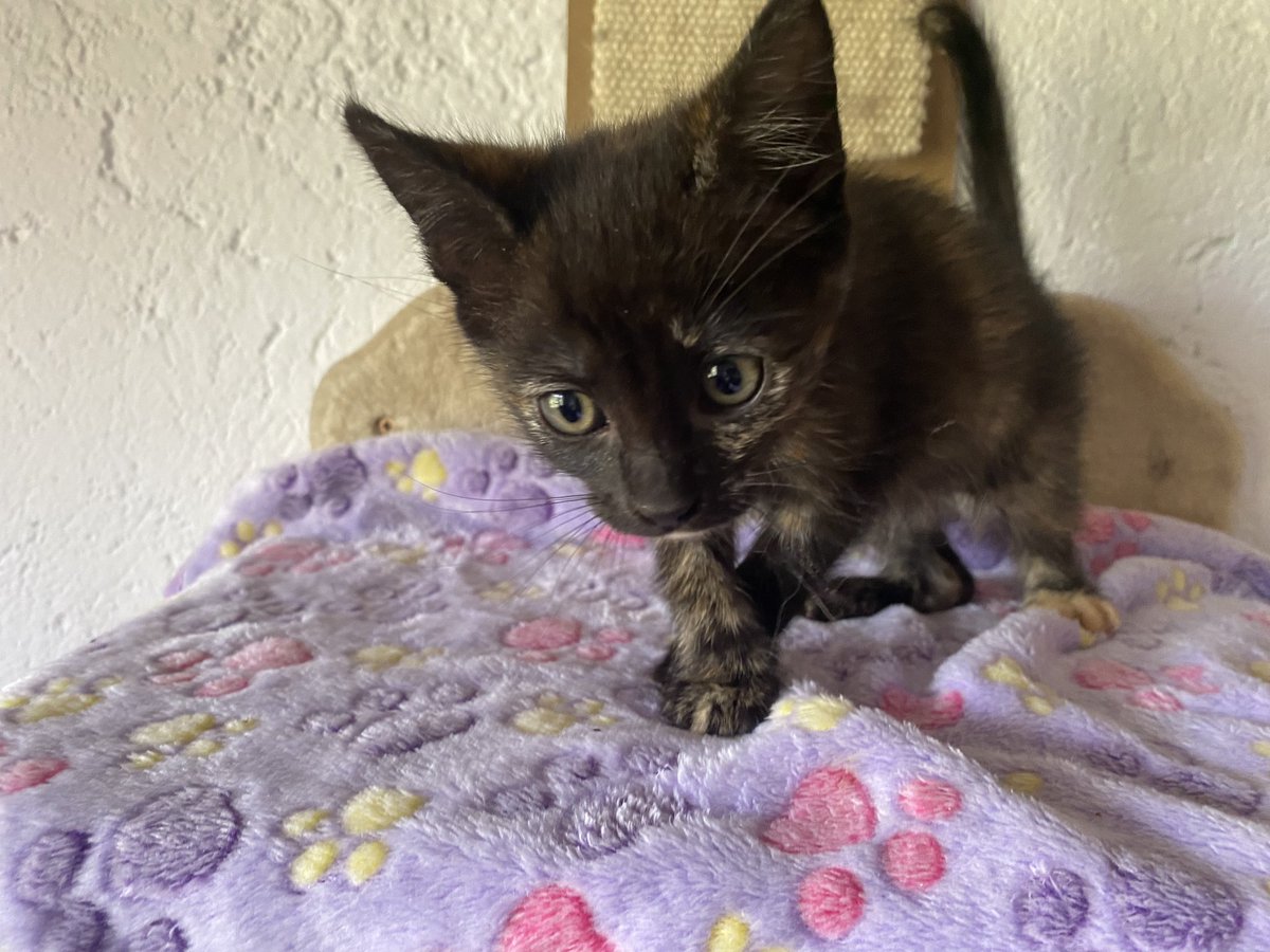 Neinei_art's tweet photo. Hola, me llamo Euri y soy la gata más cariñosa del planeta pero como mi Karen de acogida no tiene ni puta idea de hacer fotos y encima soy oscura tengo menos números de encontrar una familia que me quiera y me cuide.
Podéis compensar la mala mano de la Karen con difusión? Porfii https://t.co/PXvoDn8c47