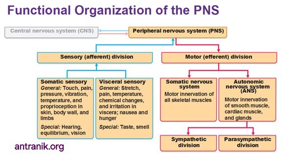 ♦️Absolutely wonderful summary of PERIPHERAL NERVOUS SYSTEM (PNS)👍 ● Four divisions of PNS: -Somatic sensory system -Somatic motor system -Visceral sensory system -Visceral motor system