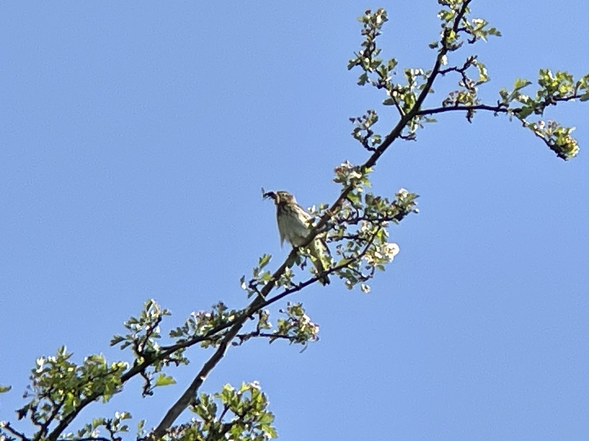 Midsummers Hill, The Malverns this morning. 2 Spotted Fly. 5 Redstart. 3 Tree & 4 Meadow Pipit, both species feeding young in the nest. Stonechat pair. Red Kite. Kestrel. 6 Whitethroat. 2 Garden Warbler. 3 Willow Warbler. 17 Chiff. 14 Bcap. Heard a Cuckoo towards Gullet Quarry.