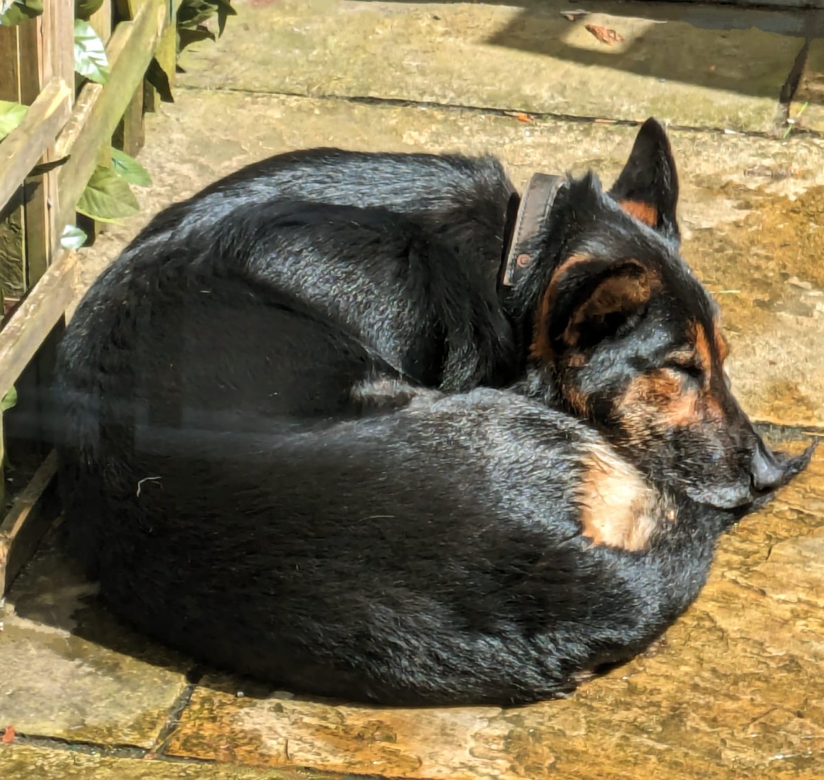 How PD Stella and Ziggy prepare for a busy Saturday night shift. 

Long morning walk and a soak in the pool followed by a meat chew and some sunbathing not a bad life 😍😍 
#Thegoodlife 
#Sunbathing