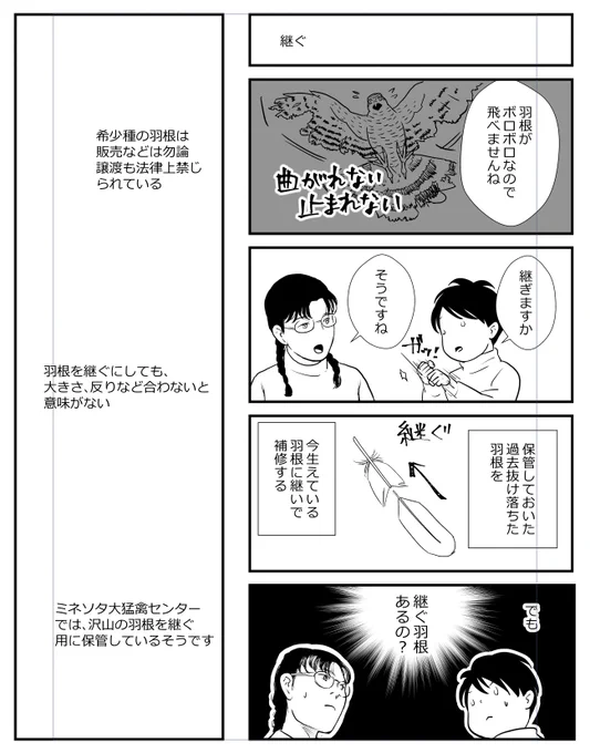 傷が軽症だったとしても、羽根がボロボロというだけで復帰が遠のく。
羽根を継ぐ、でも羽根がないよね…のその時の雑漫画↓ 