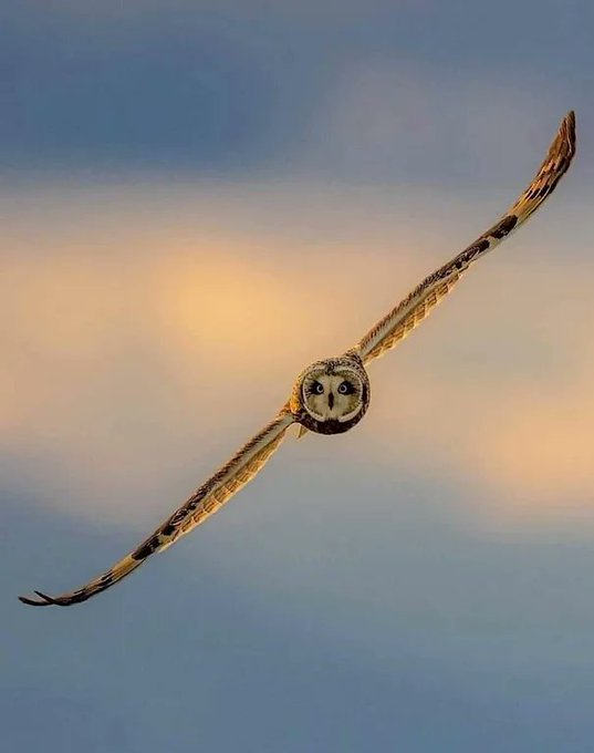 Perfect shot of an owl in flight. [📸 Steve Woods Photography]