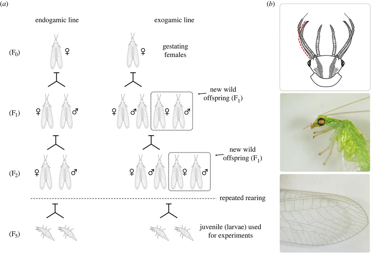 RSocPublishing's tweet photo. Phenotypic plasticity of a winter-diapause mechanism copes with the effects of summer global warming in an ectothermic predator- https://t.co/8FTb8OhCUr
#plasticity #diapause #evolutionarybiology #BiologyLetters https://t.co/0dqHyComGj