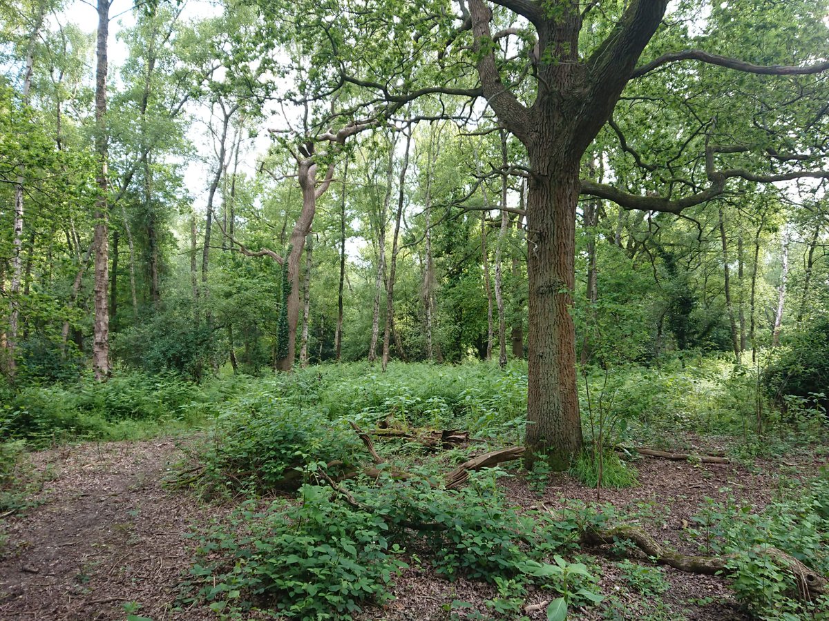 Look at all this Himalayan Balsam in #Ruislip Woods. @hillingdon need #volunteers to take out this invasive species to maintain the rich #biodiversity and SSSI designation. Please come at 10am next Tuesday 28th May. No experience necessary
@InvasiveSp
colnecan.org.uk/index.php/even…