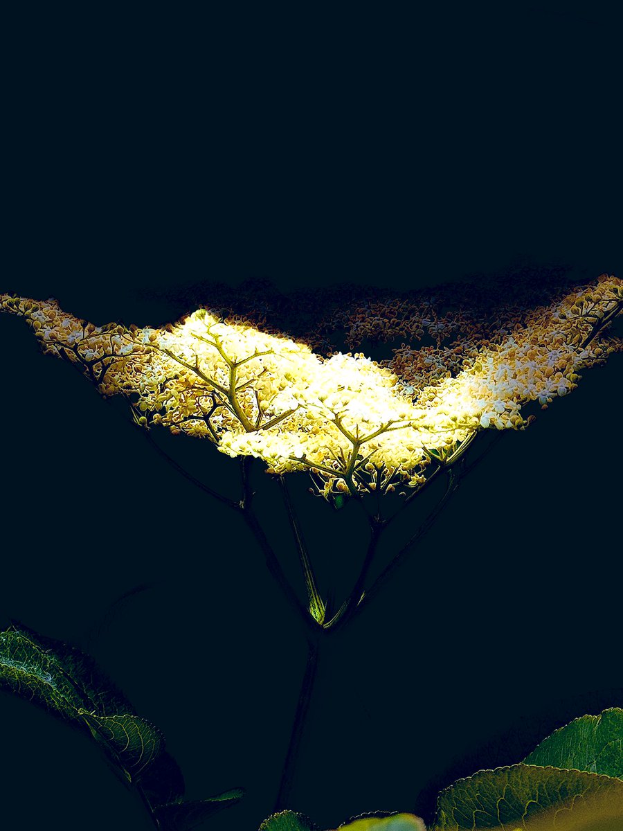 Subhranil_B's tweet photo. King of my own castle 
I sit on a pedestal, set by you 
        Caged by your twinkling tassel 
         Fragrance spewed on a dew  
Angelic glow, ever so bright 
Radiance flow, even in candle light🌸

✍️  SUBHRANIL ©️

.
..
...
#poetrylovers #PoemADay #InkMine https://t.co/kBUr1Avh37