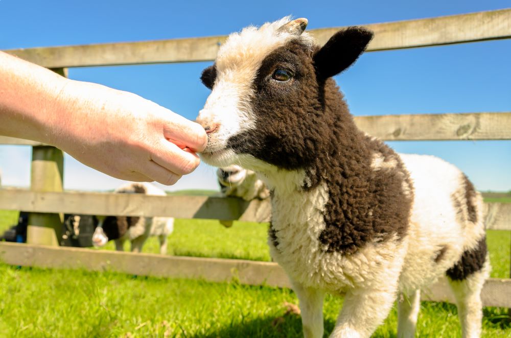 🐐 If you’re visiting a farm over half term, it’s important to wash your hands with soap and water thoroughly after petting any animals to reduce the risk of catching any infections ❌ Don’t use gels or wipes instead, as these are not a substitute for washing your hands.