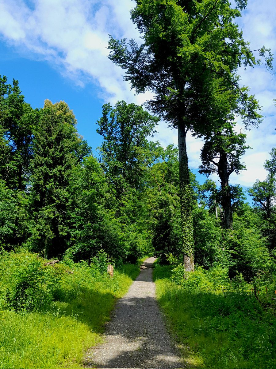 zureich37's tweet photo. 6K run in perfect conditions. 🏃♂️
Steady sustainable pace, good breathing pattern and trying to be aware of my posture... improving all the time. 🤩
#running #runchat #6Krun #health #nature #improvement #fitness #keeponrunning #happy https://t.co/phma4WPMzm