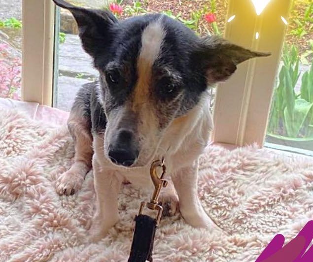 Animal Adoptions UK 🐕‍🦺🐈🐎❤️ tweet media