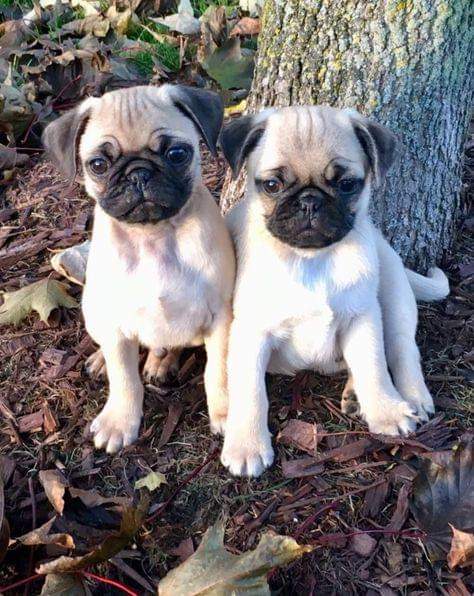 Great photograph! ❤
#puglife#pugs#pugl