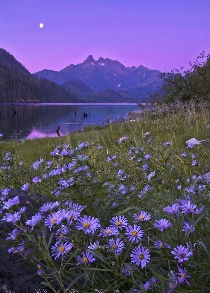 violettweets_'s tweet photo. purple sky. https://t.co/D2F7EY3U2M