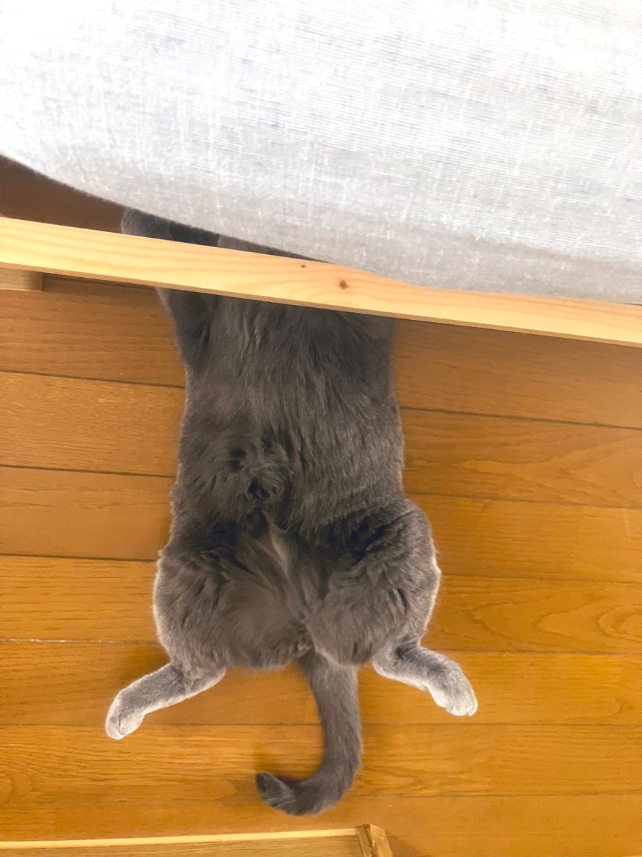 taroroner's tweet photo. うちの猫は何をしているのか https://t.co/73l6I3KHlu