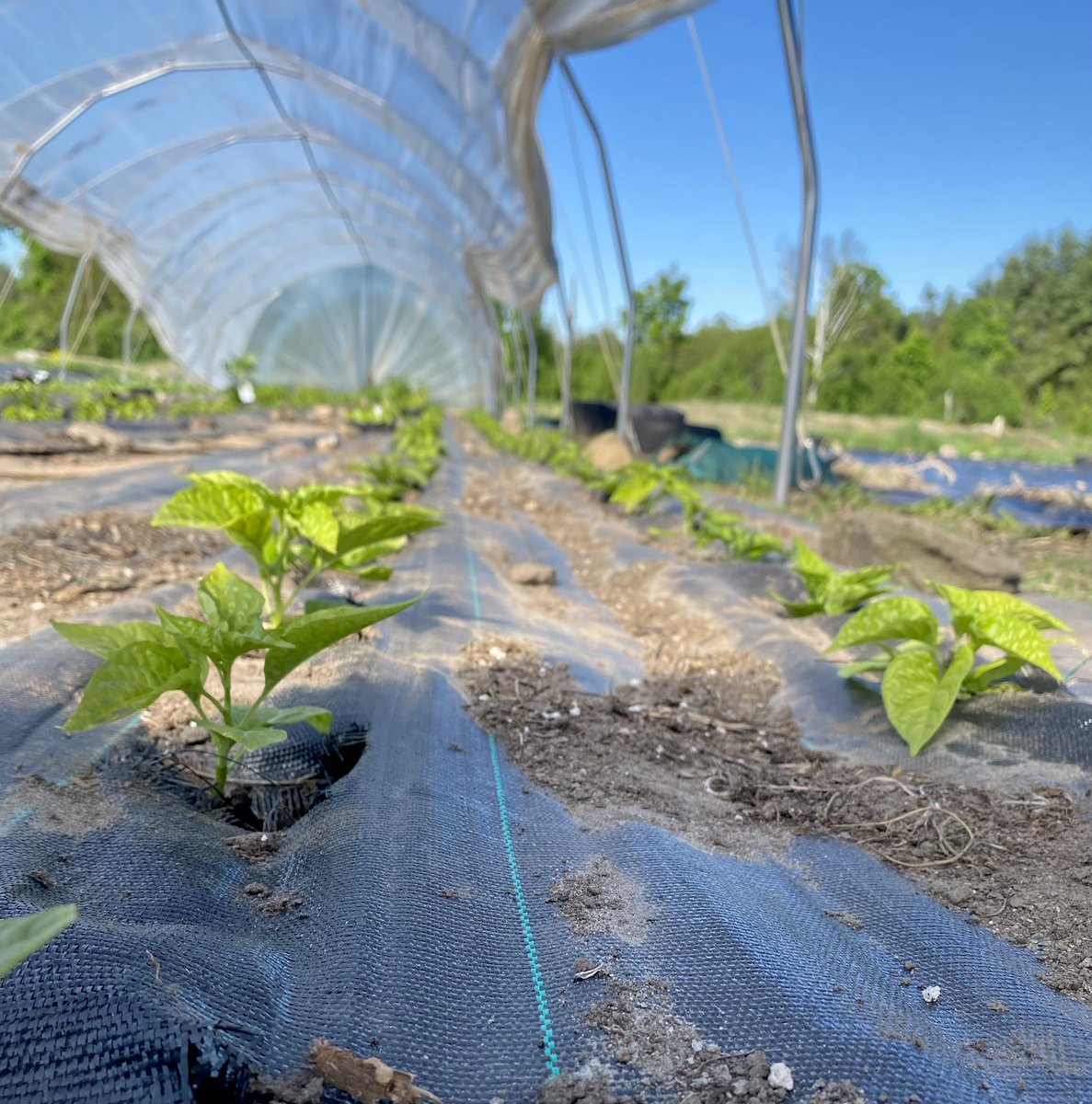 TashasTable's tweet photo. Don’t worry sauce monsters, we’re working hard over here getting all those hot peppers in for ya. 700 got settled yesterday! https://t.co/a6en6JzV1U