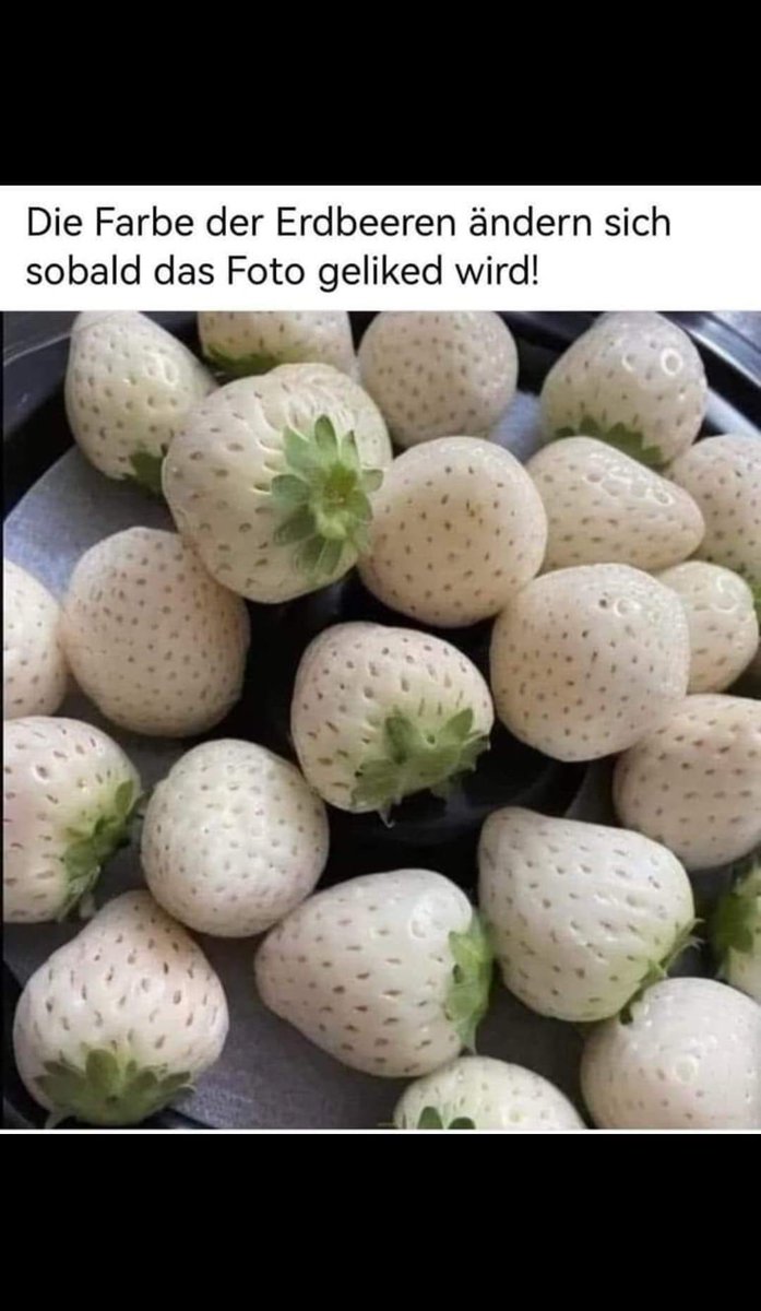 sternle1004 (@cattletier) on Twitter photo 