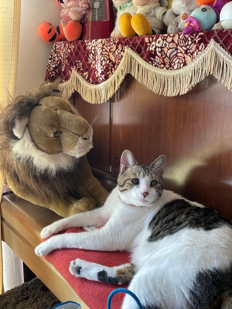 ainahi0620's tweet photo. 🎹ピアノの上で🐈まったりの爽笑（そら）ちゃん🧡保護された時は瀕死の状態だったのが嘘のようです😢

🤭🌷先月🚘行った公園が綺麗でした🌸

👦🏻息子の成人式の時の写真📷
あれから３年経って🇯🇵成長してる❓😅

🏡我家のピピちゃん🦜毎朝🎺可愛い💞鳴き声で👀起こしてくれます💛😊 https://t.co/ttes2G0uCg