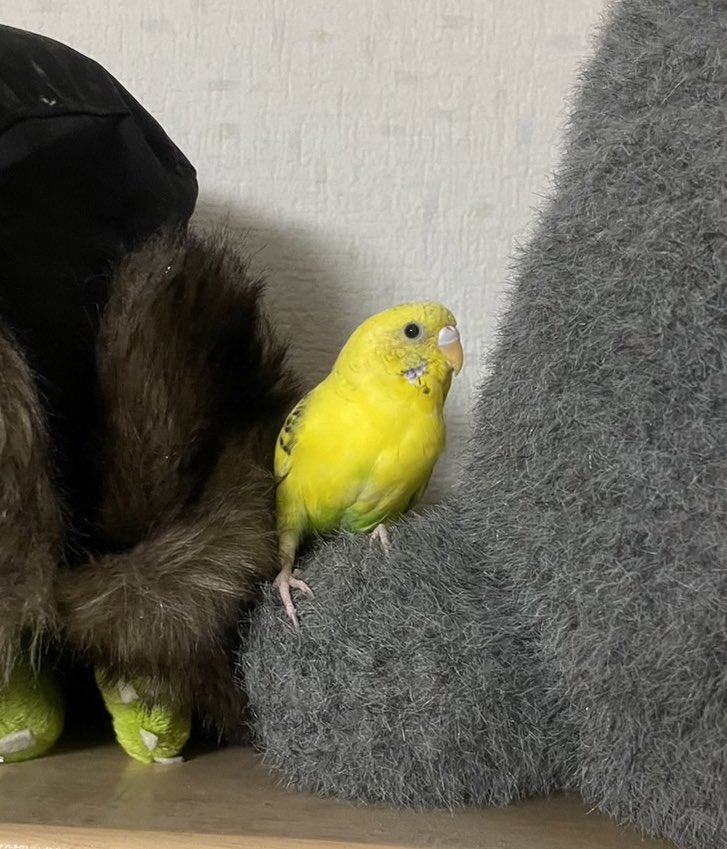 ainahi0620's tweet photo. 🎹ピアノの上で🐈まったりの爽笑（そら）ちゃん🧡保護された時は瀕死の状態だったのが嘘のようです😢

🤭🌷先月🚘行った公園が綺麗でした🌸

👦🏻息子の成人式の時の写真📷
あれから３年経って🇯🇵成長してる❓😅

🏡我家のピピちゃん🦜毎朝🎺可愛い💞鳴き声で👀起こしてくれます💛😊 https://t.co/ttes2G0uCg