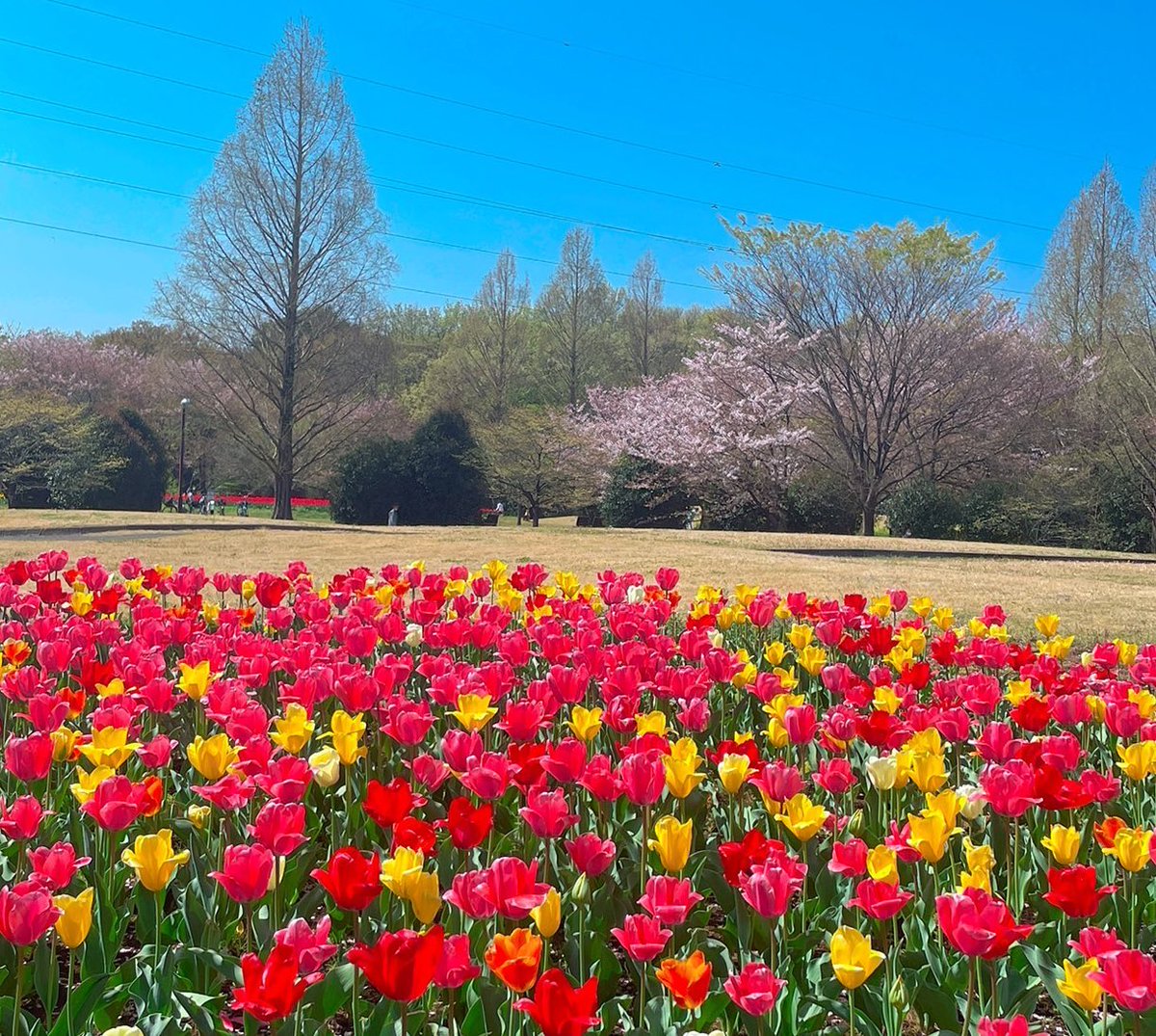 ainahi0620's tweet photo. 🎹ピアノの上で🐈まったりの爽笑（そら）ちゃん🧡保護された時は瀕死の状態だったのが嘘のようです😢

🤭🌷先月🚘行った公園が綺麗でした🌸

👦🏻息子の成人式の時の写真📷
あれから３年経って🇯🇵成長してる❓😅

🏡我家のピピちゃん🦜毎朝🎺可愛い💞鳴き声で👀起こしてくれます💛😊 https://t.co/ttes2G0uCg