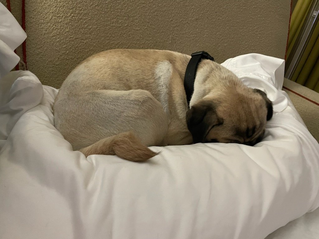 The PILLOW FIGHT never happened LAST NIGHT😄. We were so tired from MINGLING WITH THE OTHER PUPS @BullyBashCLE. I TOTALLY CLAIMED AUNTY'S PILLOW BY PUTTING MY PUG BUTT ON IT🤣. #SaturdayMorningVibes #sleepy #puglife #dogsoftwitter #dogsofx #Bullybash2024 #MemorialDayWeekend