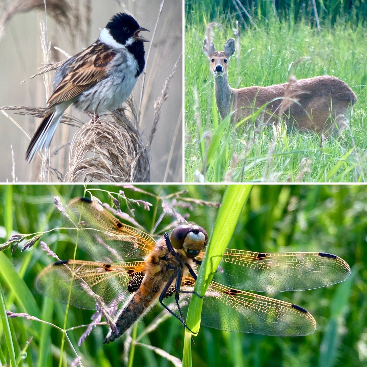 StevePa46290725's tweet photo. Lovely first visit to RSPB Ouse Fen. A very showy Great Reed Warbler, booming Bitterns, Marsh Harriers, Water Deer, dragonflies and buntings galore ! #warbler #ousefen https://t.co/guJOcHO3bS