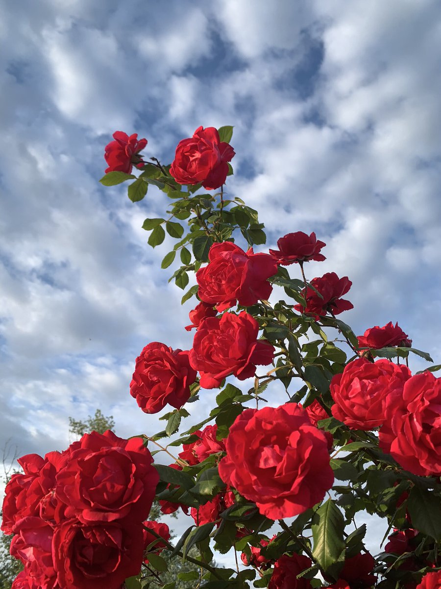 Senses are heightened By the evocative scent Of summer roses. #HaikuSaturday #haiku