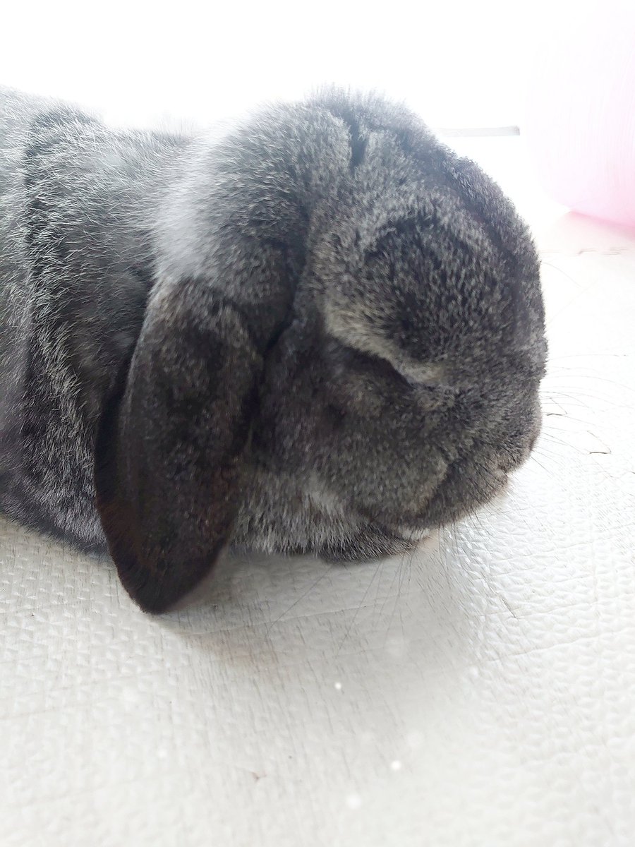 うさぎの寝ぼけ顔をお届けします🐇💤 #うさぎがいる暮らし