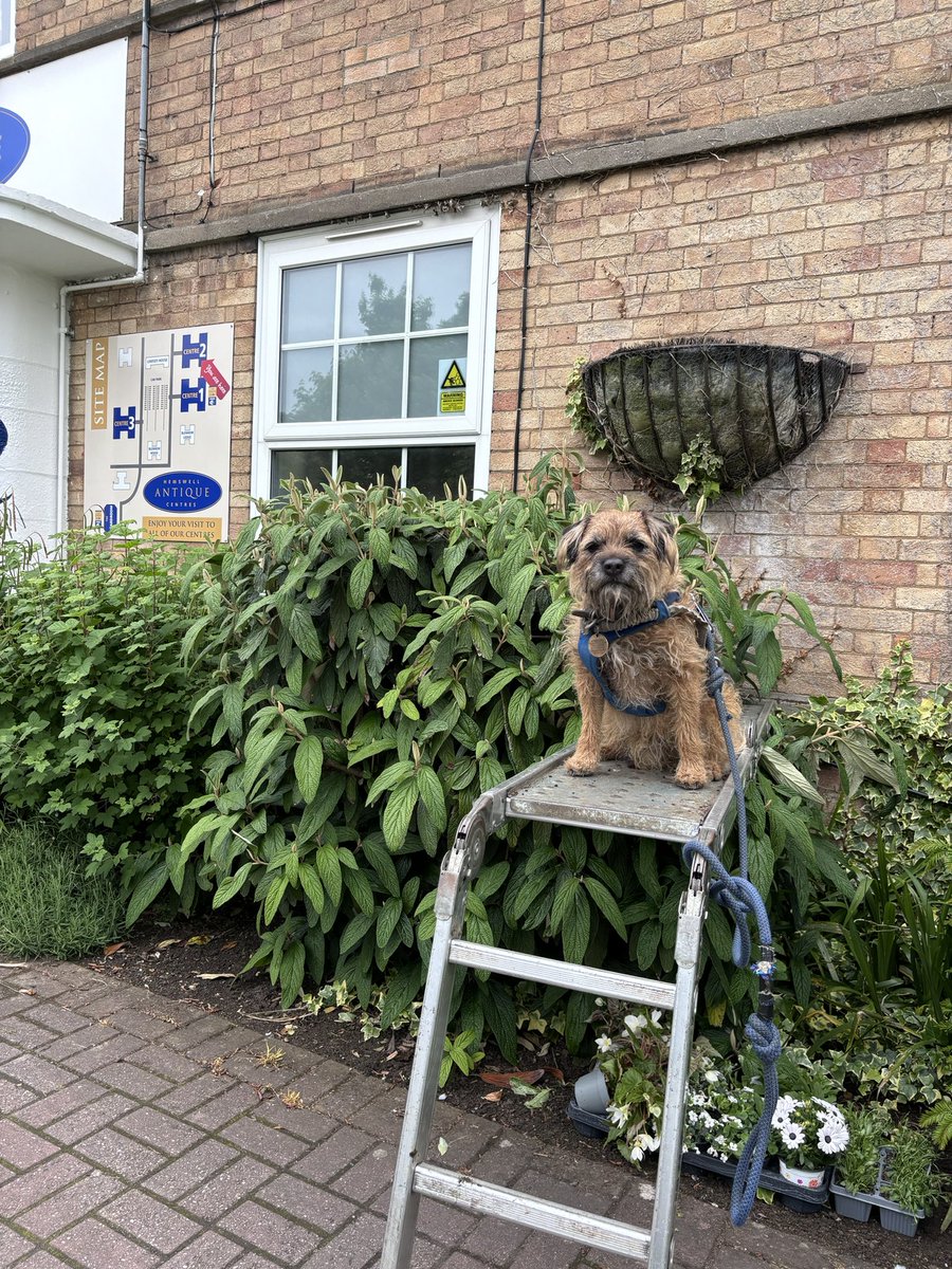 Apparently I’ve got to work today it’s a hard life planting baskets for @HemswellAntique #btposse