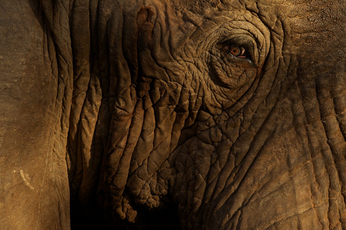 #GününFotoğrafı | Michael Nichols'ın objektifinden / Kenya'da yaşayan bir filin gözünün yakın çekimi.