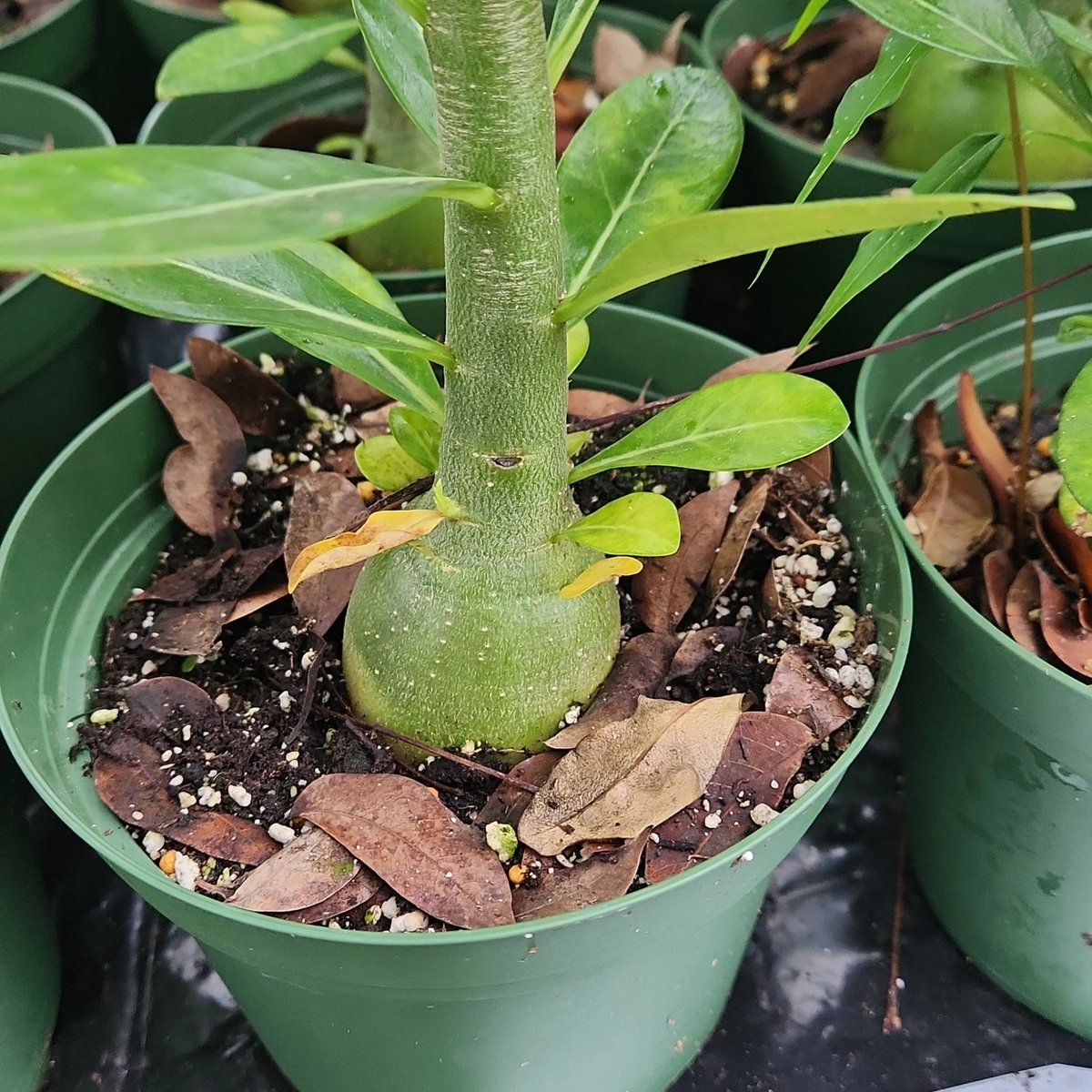FlorDeAjoPR's tweet photo. Rosas de desierto de semillas  .
Disponibles   $12.00 cada una 
50 unidades listas para la venta https://t.co/99Vtoaijxi
