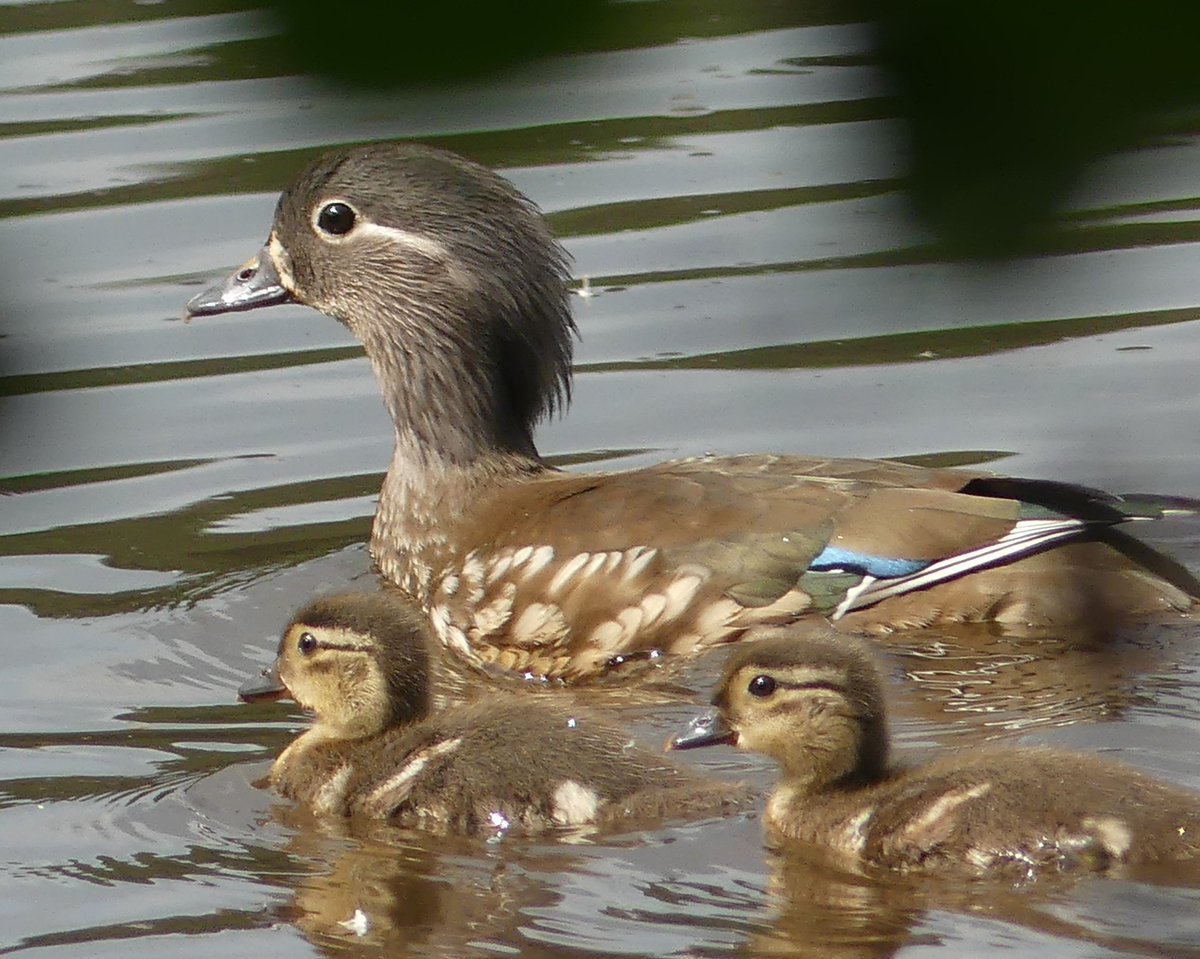 A few hours at trimpley reservoir today ,highlight being female Mandarin with several ducklings, great to see
