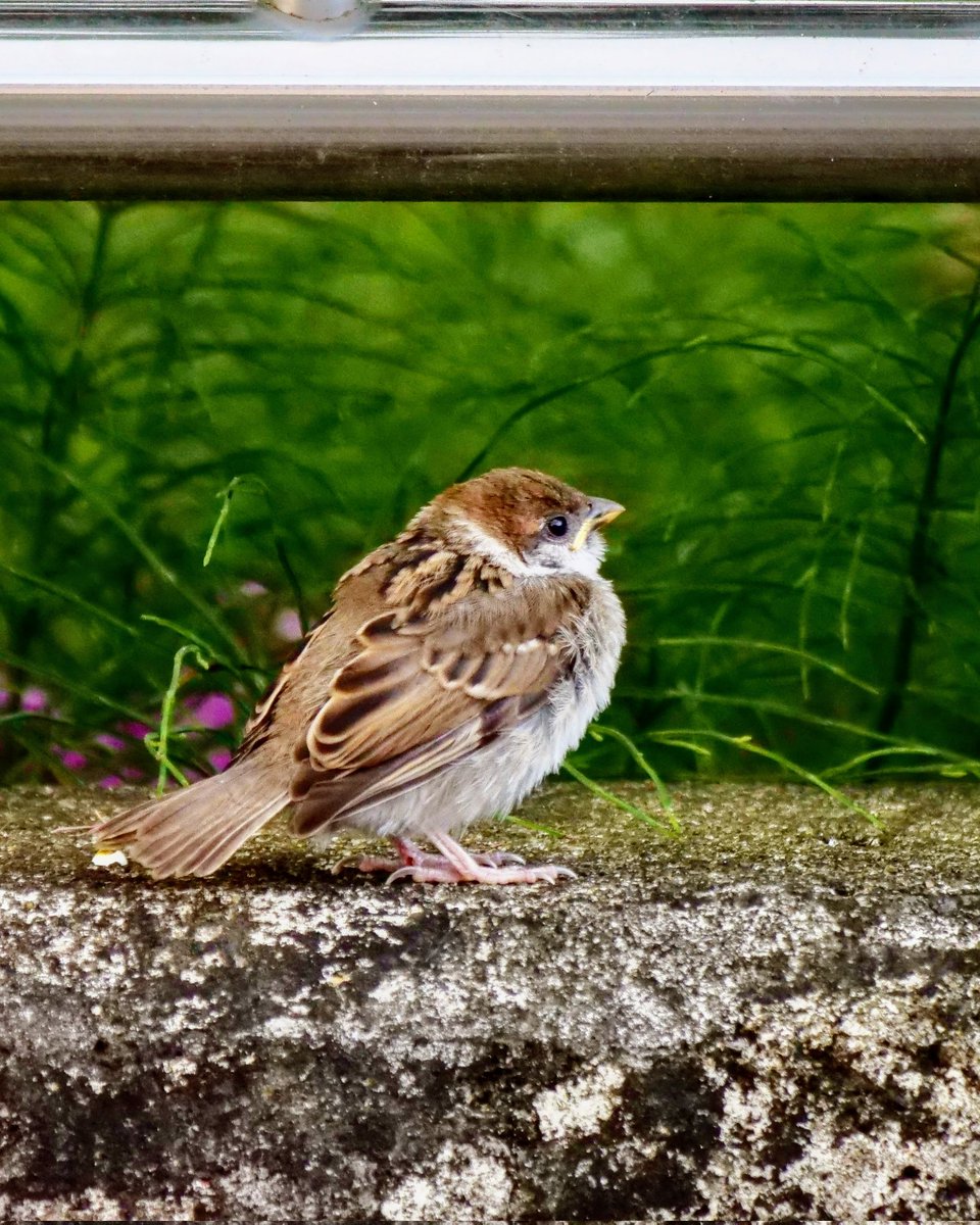 🐥今日もRP・♡・ｺﾒﾝﾄ
ありがとうございました
土曜日お疲れさまでした
 #雀  #すずめ  #sparrow