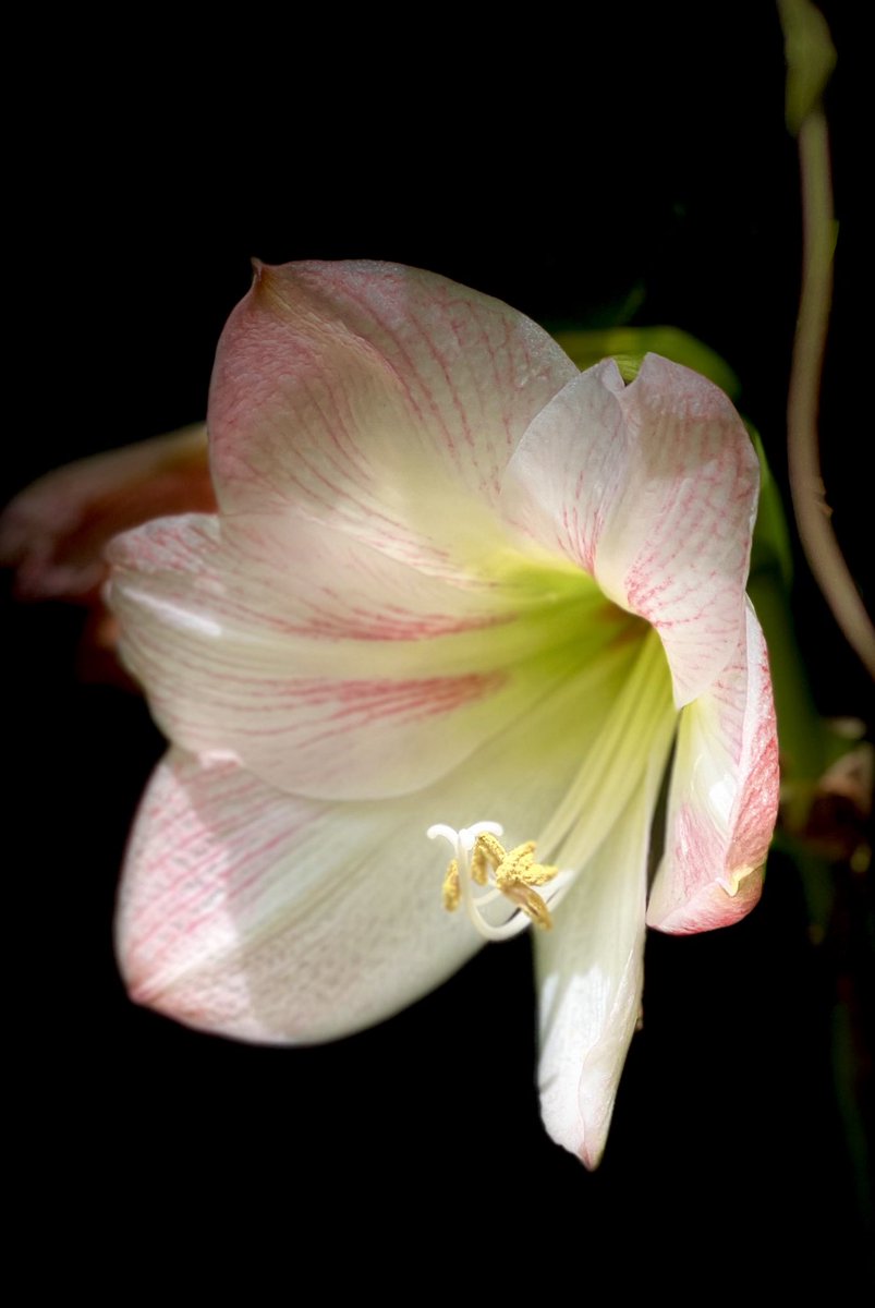 epintadorm's tweet photo. Gorgeous lily today 🤩.  #Happysaturday #flowers #floral #lilys #goodday #familytime #justhappy https://t.co/pftjrAXhFf