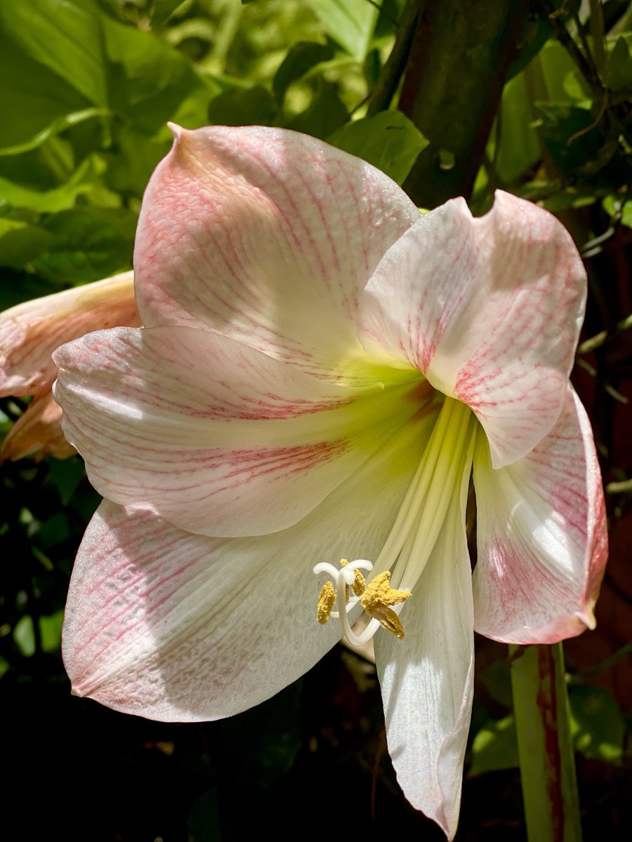 epintadorm's tweet photo. Gorgeous lily today 🤩.  #Happysaturday #flowers #floral #lilys #goodday #familytime #justhappy https://t.co/pftjrAXhFf