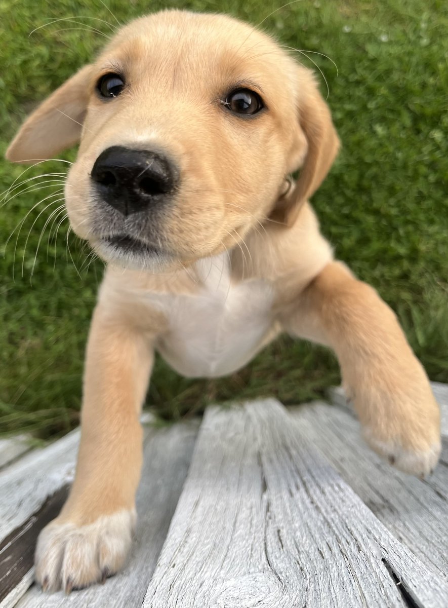 Haii :3 replies have been pretty spotty, and they'll continue to be for a bit! I just recently got my puppy, so all my time is being spent on making sure shes loved and getting comfy here! I'm also finishing up my last exams, so thank you sm for the boundless patience!!