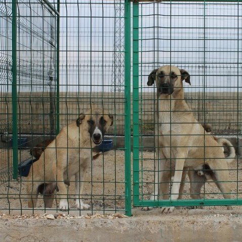 Bakanlıklar tarafından hazırlanan ortak rapora göre; barınaktaki bir köpeğin aylık maliyeti 3 bin 500, yakalama maliyeti 1500 lira.