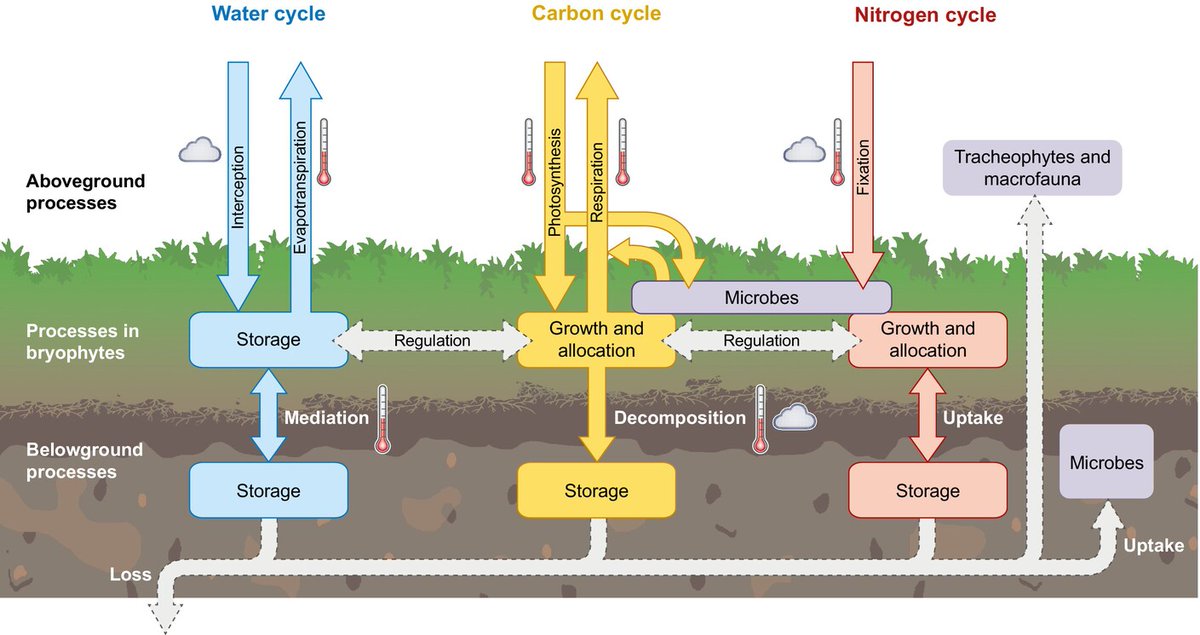 #TansleyReview: Impact of changing climate on #bryophyte contributions to terrestrial water, carbon, and #nitrogen cycles Mandy L. Slate, et al. 📖 ow.ly/UVGR50RK5qL #LatestIssue @wileyecolevol