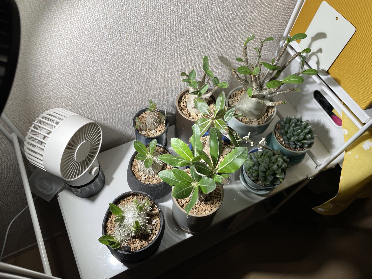 tera_rara's tweet photo. 塊根植物達、葉っぱがわっさりしてきた https://t.co/5ukun0sPU5