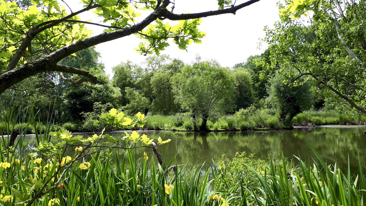 Enjoy your weekend, dear friends 🙋‍♀️ Lush green in May 💚 #landscape #nature #trees #pond #spring