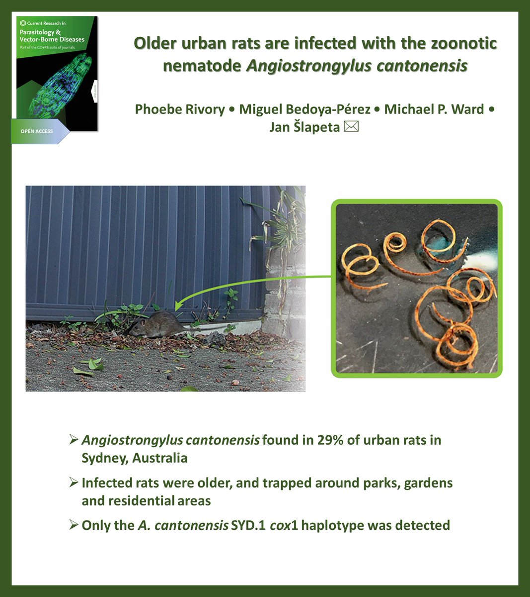AnetKostadinova's tweet photo. Now in press in Current Research in Parasitology & Vector-Borne Diseases @CRPVBD
#OpenAccess
▶️https://t.co/Hrb1t6DuA0
#Angiostrongyliasis #Angiostrongylus cantonensis #cox1 #Rattus
@JanSlapeta @phoebe_rivory @MA_BEDOYAPEREZ @Sydney_Vet