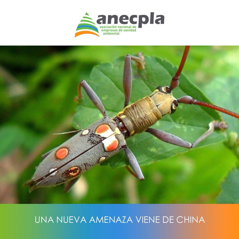 Entomólogos han descubierto por primera vez en Europa, y en concreto en el municipio de Elche, un nuevo insecto invasor procedente de Asia. Se trata de un tipo de escarabajo y, aunque en su lugar de origen está considerado una plaga, todavía es pronto para decir si ya lo es en