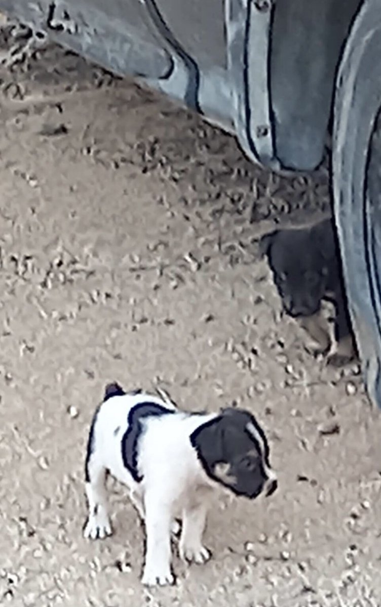 Casibari77's tweet photo. Roaming Aruba’s streets-😭💔 @KarenSConniff @MyBoxerLuvMac1 @TheMike_Woodard @acevonjohnson @TippingEd @RaokRaven @the4nobletruths @Dawnp14Dawn  #spayandneuter #stopanimalneglect https://t.co/B2kwHac1DQ