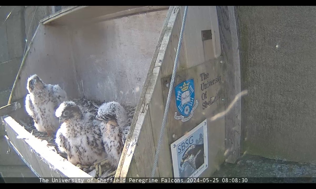 We're definitely at the itchy stage...! @SheffPeregrines