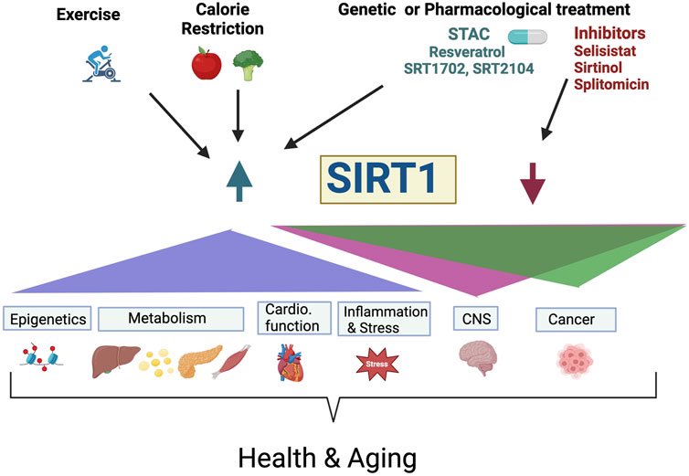 SIRT1, resveratrol and aging frontiersin.org/journals/genet… #longevity #healthspan #rejuvenation