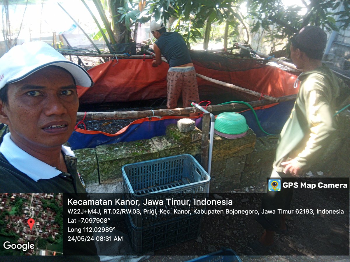 caturagungprab3's tweet photo. Sabtu (24-5-2024) Catur A P, Luhkan Bojonegoro, mendampingi #panen Lele di Riyanto Ds prigi, sebanyak 106kg, kolam size 8-10 ek/kg, harga Rp. 19.000/kg
#GiatLuhkanSatminkalBWI
#Bnegoro 
@puslatluhkp
@bppp_banyuwangi
@brsdm_kp https://t.co/XsYLZ1Qlf7
