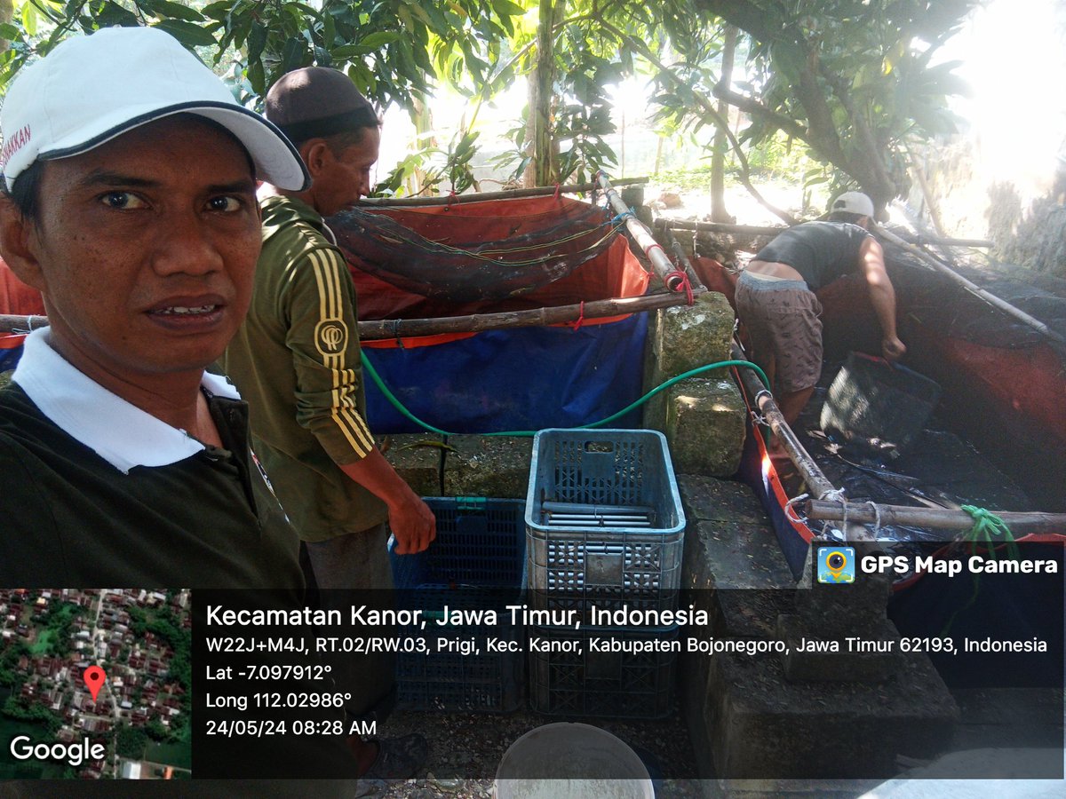 caturagungprab3's tweet photo. Sabtu (24-5-2024) Catur A P, Luhkan Bojonegoro, mendampingi #panen Lele di Riyanto Ds prigi, sebanyak 106kg, kolam size 8-10 ek/kg, harga Rp. 19.000/kg
#GiatLuhkanSatminkalBWI
#Bnegoro 
@puslatluhkp
@bppp_banyuwangi
@brsdm_kp https://t.co/XsYLZ1Qlf7
