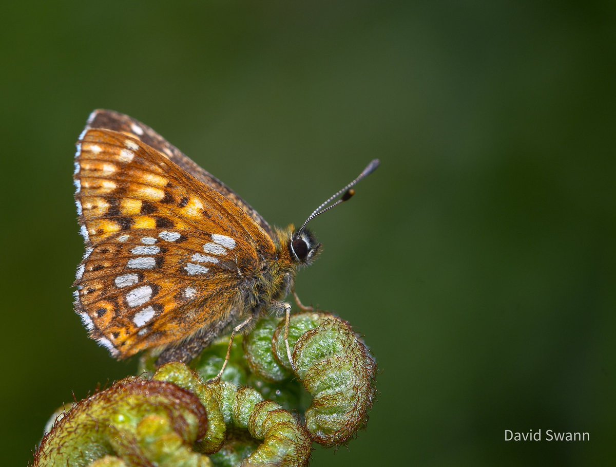 David Swann tweet media